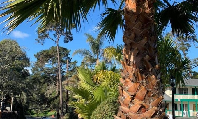 Munras Avenue Hotel | Monterey Pines Inn