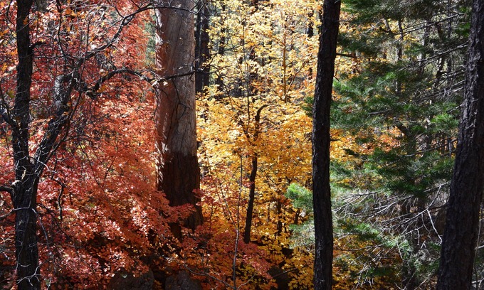 Ponderosa Trails House | Monthly Family Friendly Mountain Escape