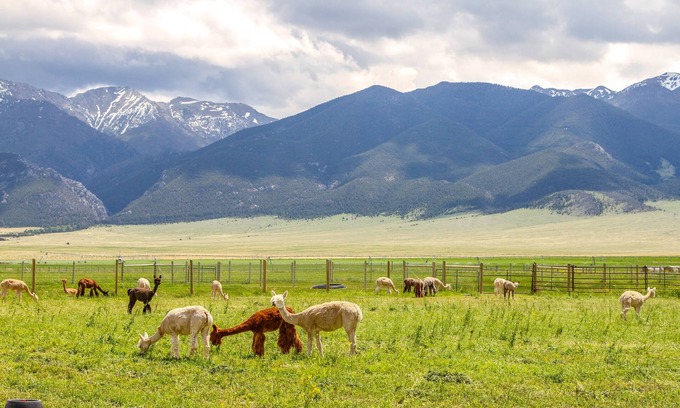 Whitehall Cabin | Mountain-View Montana Rental Cabin on Alpaca Farm!