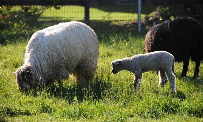 Temecula Cottage | Namaste Farms Wine Country Working Wool Sheep Farm; Main Cottage 501c3