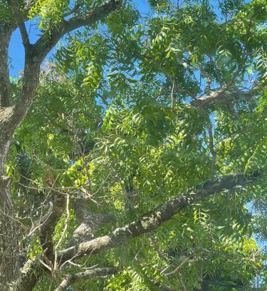 Nuwaragam Palatha Central Cabin | Nature's Hideaway