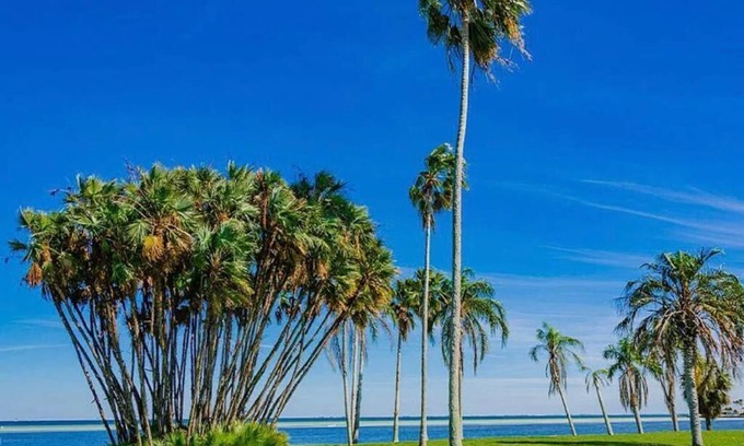 Old Southeast Apartment | Newly renovated studio 1.5m from beautiful downtown St. Pete 2 blocks from water
