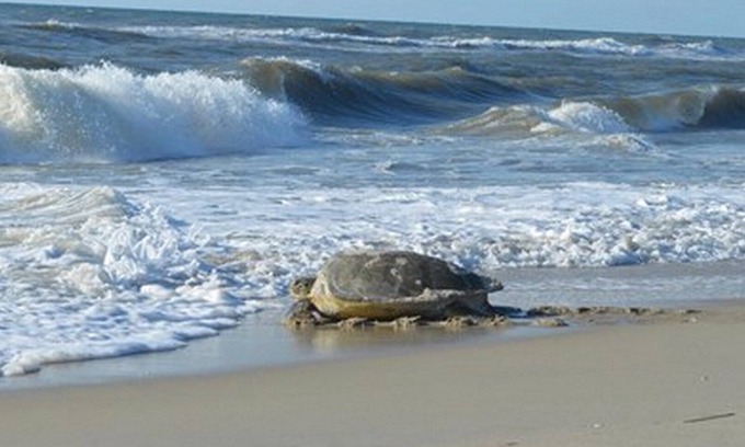 South Nags Head Cottage | Only 2 min. Walk to Beach! Private Salt-Water Pool, Hot Tub, Backyard Pond.