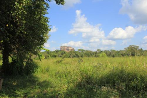 Sigiriya Cabin | Paddy Field view Lodge Sigiriya