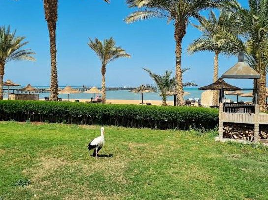 Al Ahyaa Apartment | Palma Resort