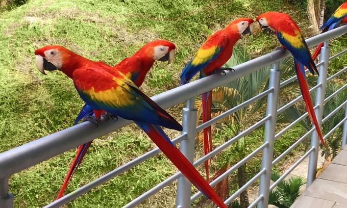 Valle Pura Vida House | Parrot-dise Perch, 3BD, Heart of Manuel Antonio