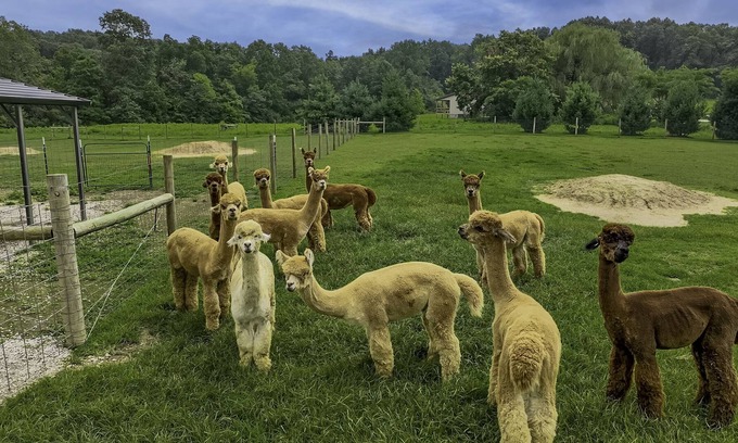 Taswell House | Patoka Lake Alpaca Farmstay
