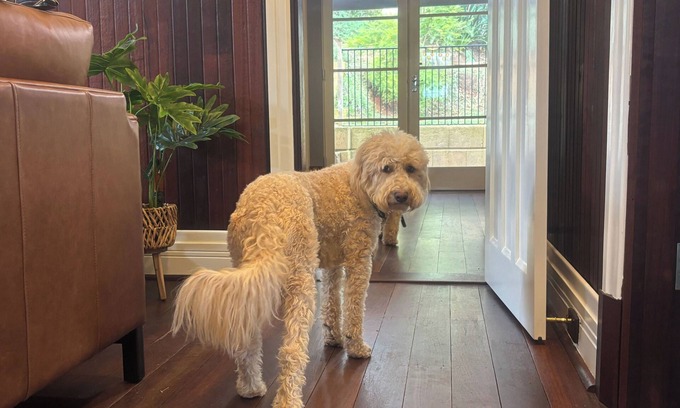 Bridgetown House | Pawfect Retreat – 3Bed, Dog Lovers’ Luxe Heritage Home,5 minutes to town!