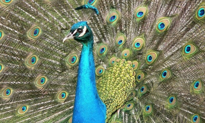 Disston Heights House | Peacock Paradise with Pool & Wild Peacocks π¦π΄π