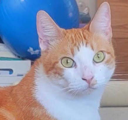 Tierrasanta House | Prime City Access At The Cat House - Room 1