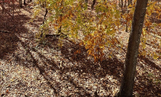 Andersonville Cabin | Private wooded log cabin -three minutes to Norris Lake