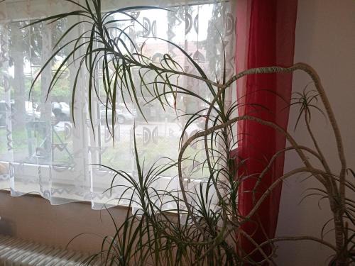 Rosenthal House | Privatzimmer Berlin