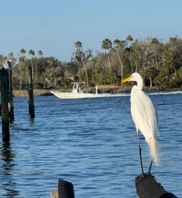 Crystal River House | Saltys Retreat with a 50 Ft Dock at Crystal River