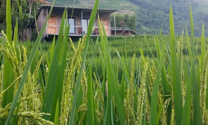 Sa Pa House | Sapa terraces