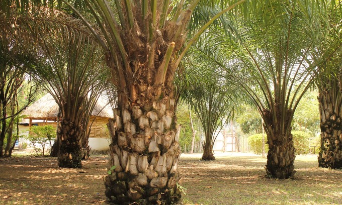 Western Uganda National Parks Hotel | SheoBill Safari Lodge