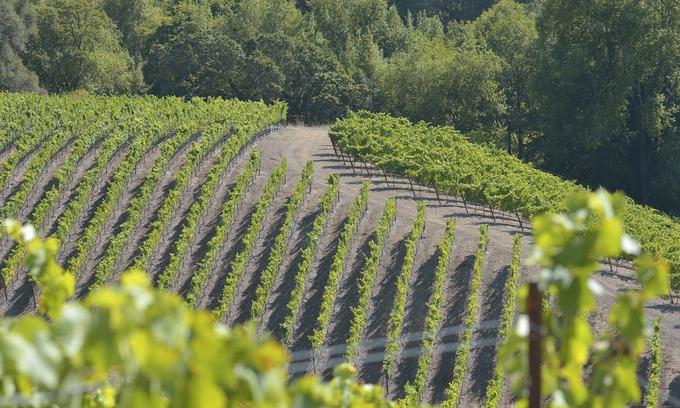 Santa Rosa Villa | Sonoma Mountain vineyard houe n30 minutes from Napa