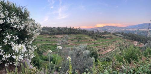 Baiao House | Stay on a Vineyard in Douro Valley Quinta de Alvites