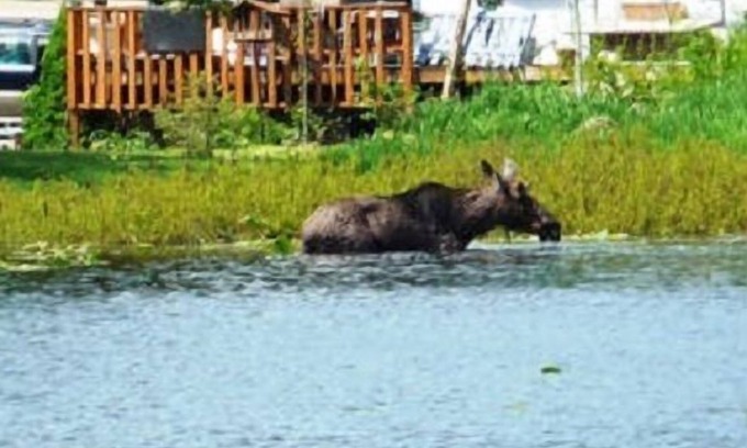 Twin Lakes Cottage | Summer on the lake, Silverwood Theme Park nearby