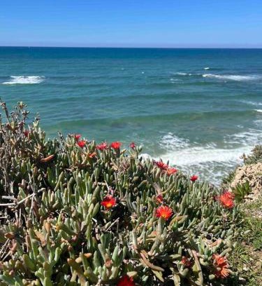 Herzliya Pituach Apartment | Surfers Paradise Beach House