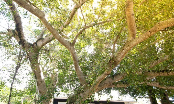 Hawi House | Sweeping Ocean Views, Very Private Cottage