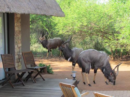 Hoedspruit House | Swiblati Lodge