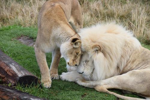 Die Barakke House | Tenikwa Wildlife Centre & Spa