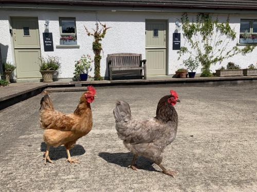 Bushmills Apartment | The Barley Store at Walkmill Farm