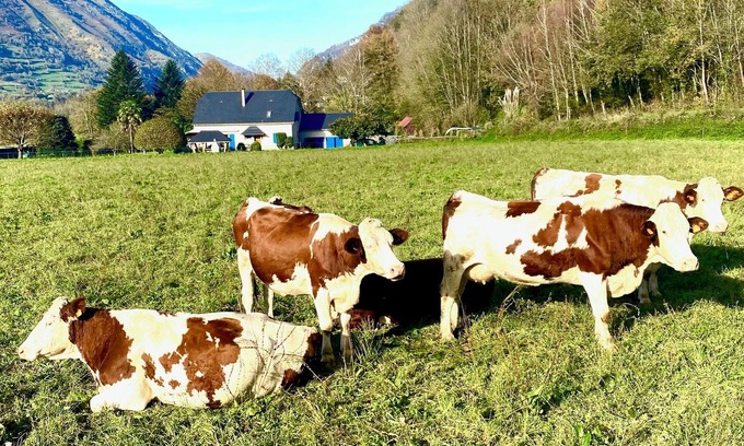 Accous Bed & Breakfast | The Blue Sheep : 2 beautiful Bed and Breakfast of charm in the Aspe Valley