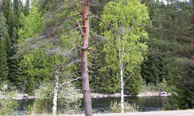 Holjes House | The cottage is secluded and close to Klarälven.