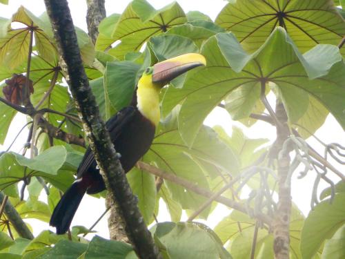 Drake Bay Hotel | The Sunset Tucano Lodge