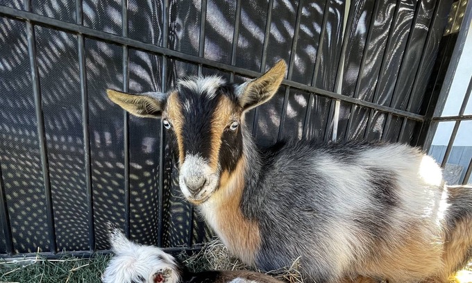 Marana Apartment | Thee One with the GOATS๐๐๐ฆ๐ฆ