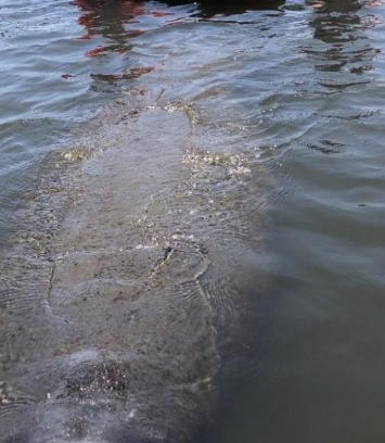 Hodgmans Daytona Boat Rental | Three Brothers Dolphin and Manatee Adventure Tour