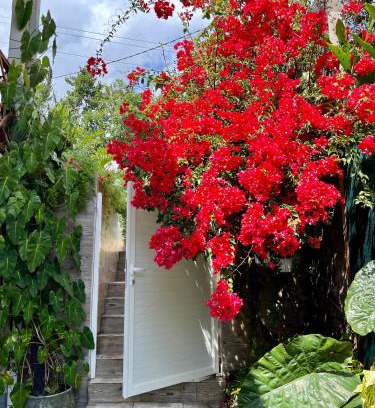 Capesterre-Belle-Eau House | Ti bwa Lodge