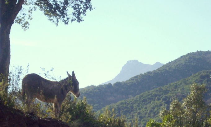 Barchetta House | Traditional 18th century Corsican house, entirely renovated. 45 m2