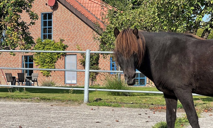 Osterby Apartment | Vacation apartment Vidja - Holidays on the Icelandic horse farm for up to 4 people