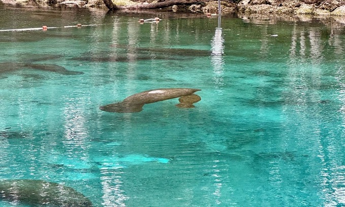 Springs at Kings Bay Condo | Views of Hunter Spring w/boat dock. Walk to 3 Sisters Springs and downtown