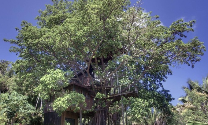 Isla de Utila House | What Would You Dream, Sleeping In A Tree? Utila's Only Treehouse