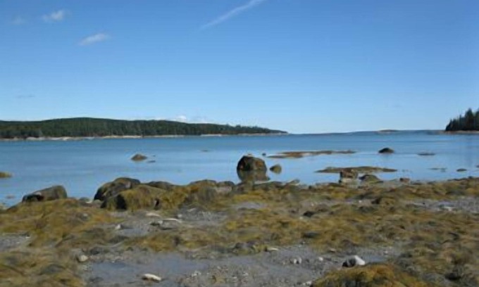 Stonington House | White Birch Cottage - Webb Cove