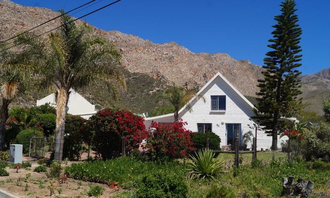 Montagu House | White lily