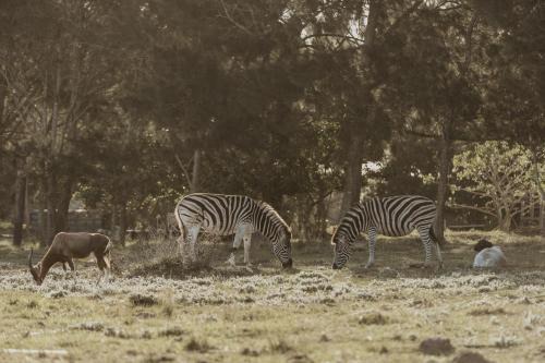Port Elizabeth House | Wild Paradise Farmstay