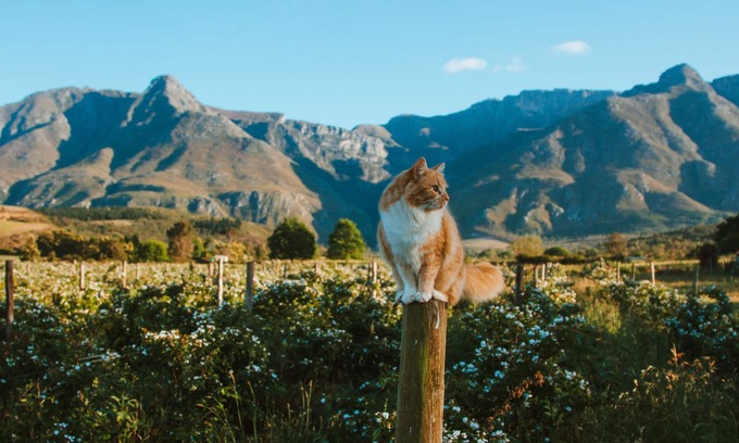 Swellendam House | Wildebraam Berry Estate