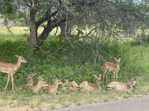 Marloth Park House | Wildlife Oasis