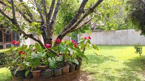 Pelena House | WK VILA x