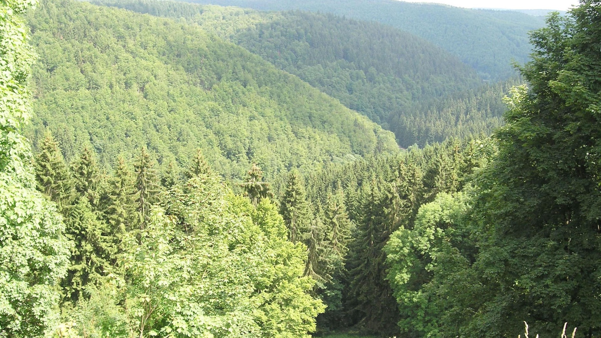 Photo of Others in Frauenwald