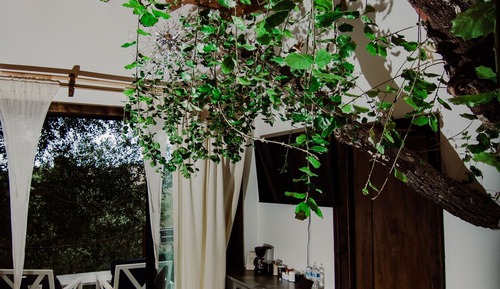 Luxury Tree House