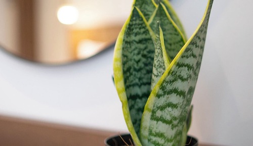 Standard Apartment with Balcony