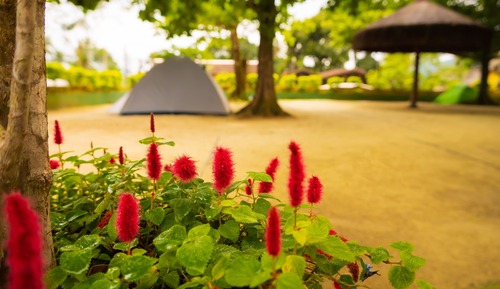 Economy Tent