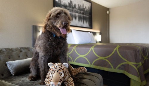 Room, 2 Double Beds, Non Smoking (Pet-Friendly)