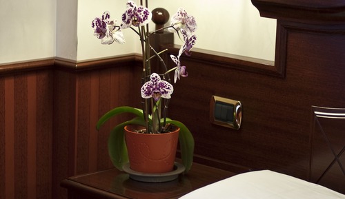 Superior Single Room