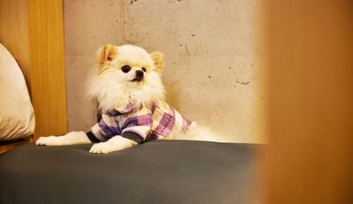 [Pet Friendly] Deluxe King